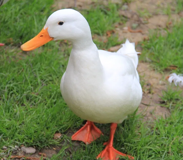 file:오리.webp