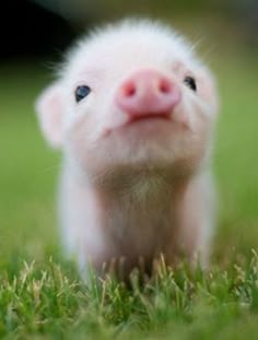 file:small_pig.jpg