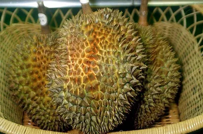 파일:attachment/두리안/durian.webp